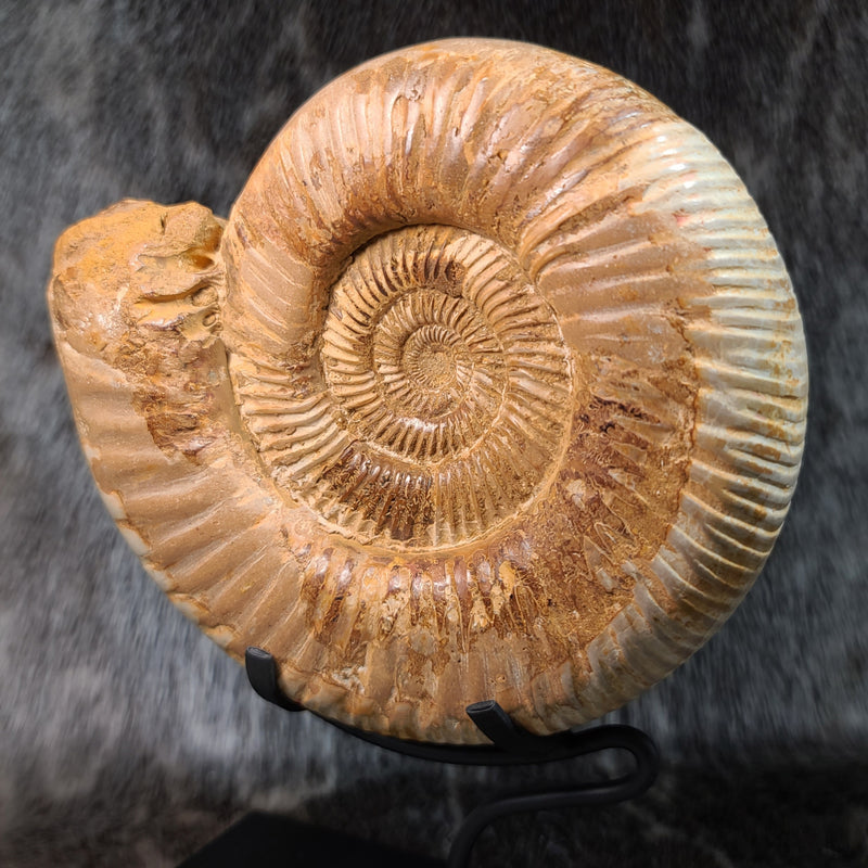 Madagascar Ammonite, F (6.75")