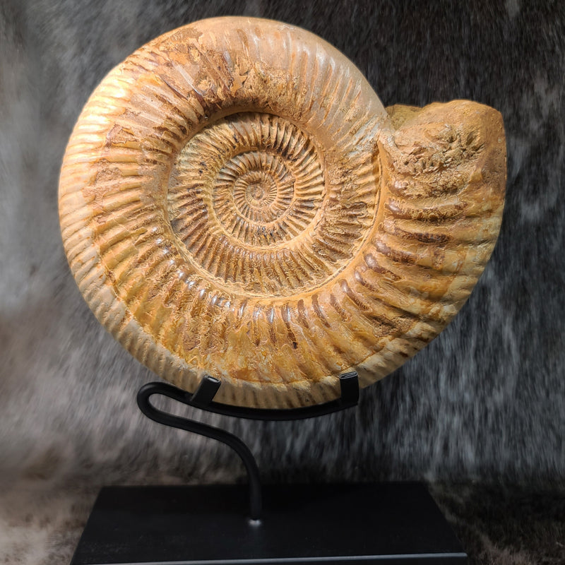Madagascar Ammonite, F (6.75")