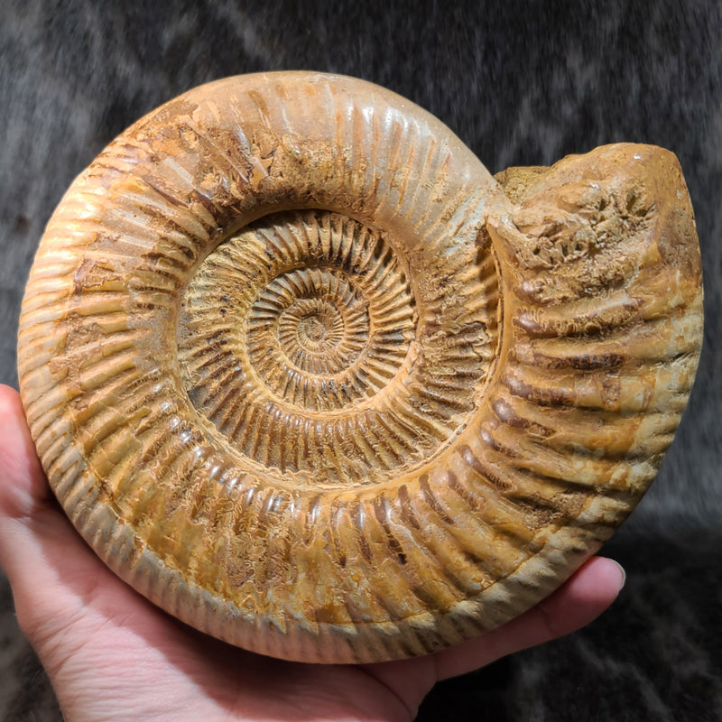 Madagascar Ammonite, F (6.75")