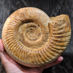 Madagascar Ammonite, F (6.75