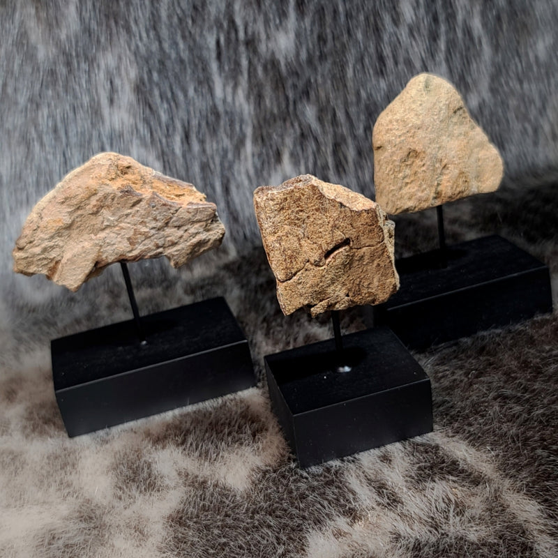 Triceratops Frill Segments (On Stand)