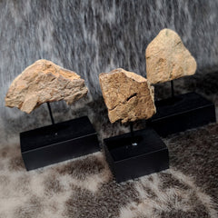 Triceratops Frill Segments (On Stand)