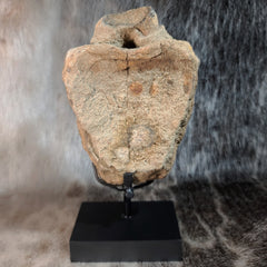 Hadrosaur Dinosaur Vertebrae (On Stand)
