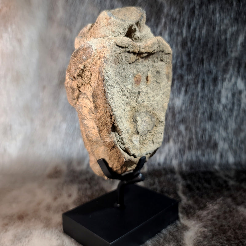 Hadrosaur Dinosaur Vertebrae (On Stand)