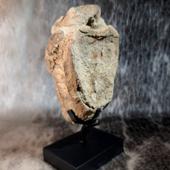 Hadrosaur Dinosaur Vertebrae (On Stand)