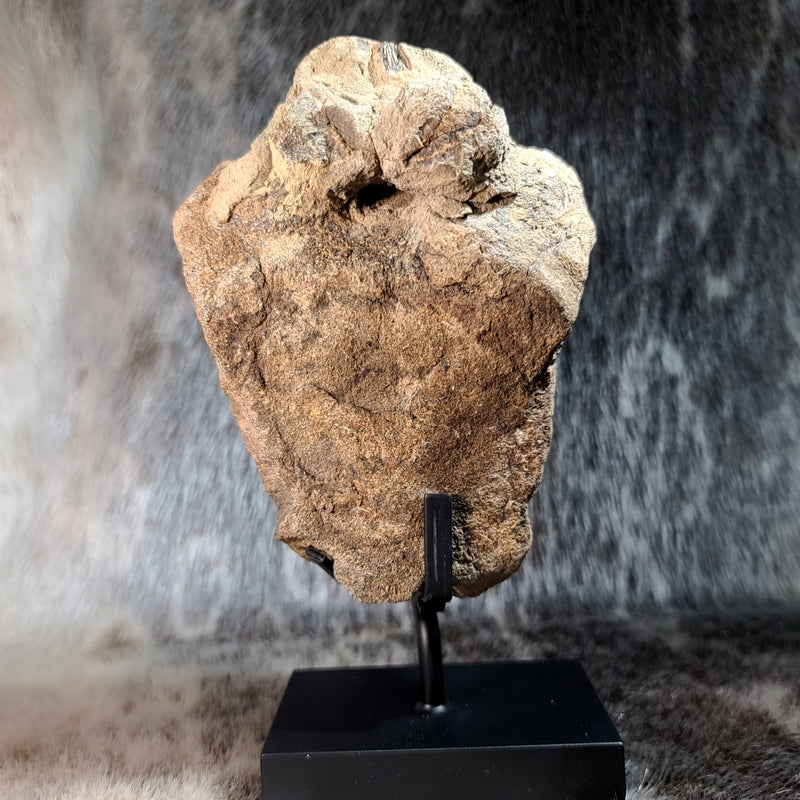 Hadrosaur Dinosaur Vertebrae (On Stand)