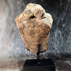 Hadrosaur Dinosaur Vertebrae (On Stand)