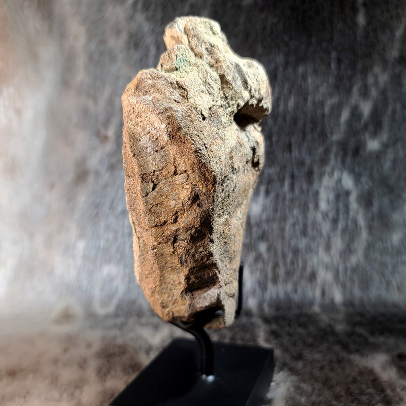Hadrosaur Dinosaur Vertebrae (On Stand)