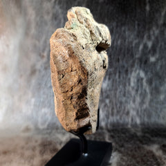 Hadrosaur Dinosaur Vertebrae (On Stand)