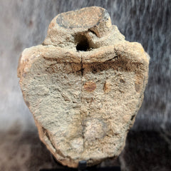 Hadrosaur Dinosaur Vertebrae (On Stand)