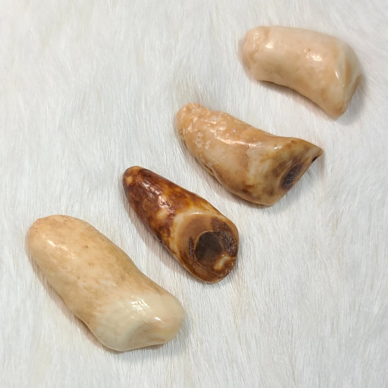 Walrus Fossil Teeth