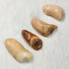 Walrus Fossil Teeth