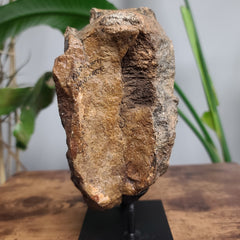 Dinosaur Vertebrae, Large (On Stand)