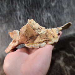 Cave Bear Skull Segment