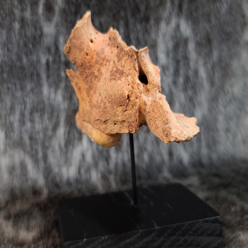 Cave Bear Skull Segment D