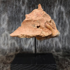 Cave Bear Skull Segment D