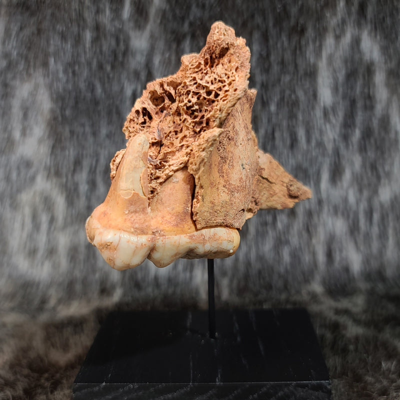 Cave Bear Skull Segment D