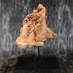 Cave Bear Skull Segment D