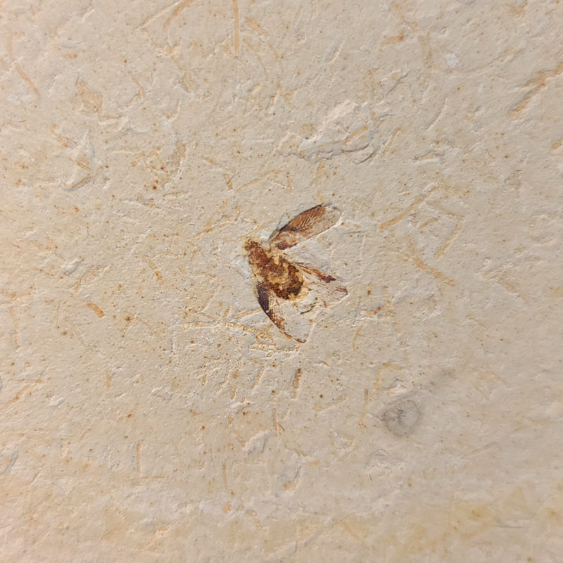Fossil Cockroach, A (Brazil)