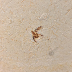 Fossil Cockroach, A (Brazil)