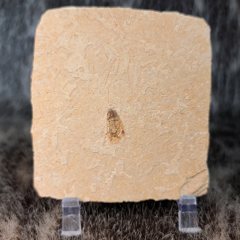 Fossil Cockroach, B (Brazil)