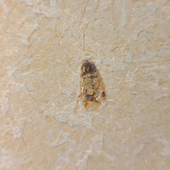 Fossil Cockroach, B (Brazil)