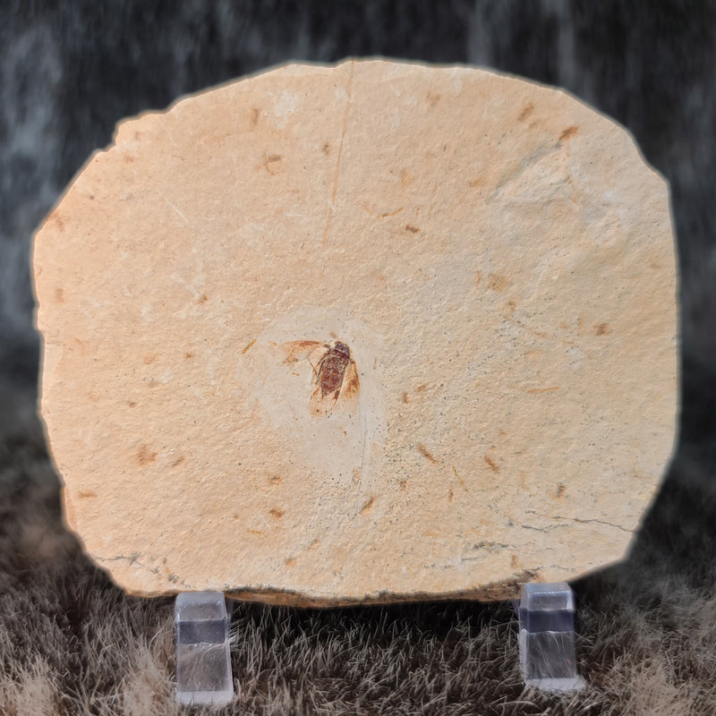 Fossil True Bug, A (Brazil)
