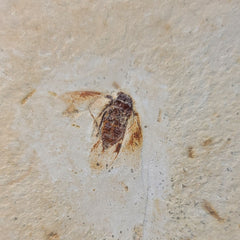 Fossil True Bug, A (Brazil)
