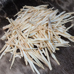 Coyote Penis Bones (Baculums)