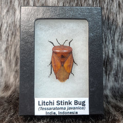 Litchi Stink Bugs