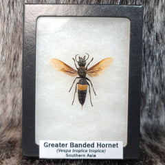Greater Banded Hornet