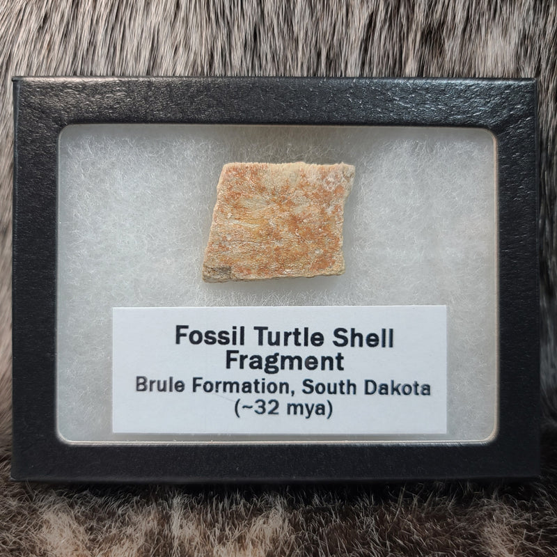 Fossil Turtle Shell Fragments (Framed)