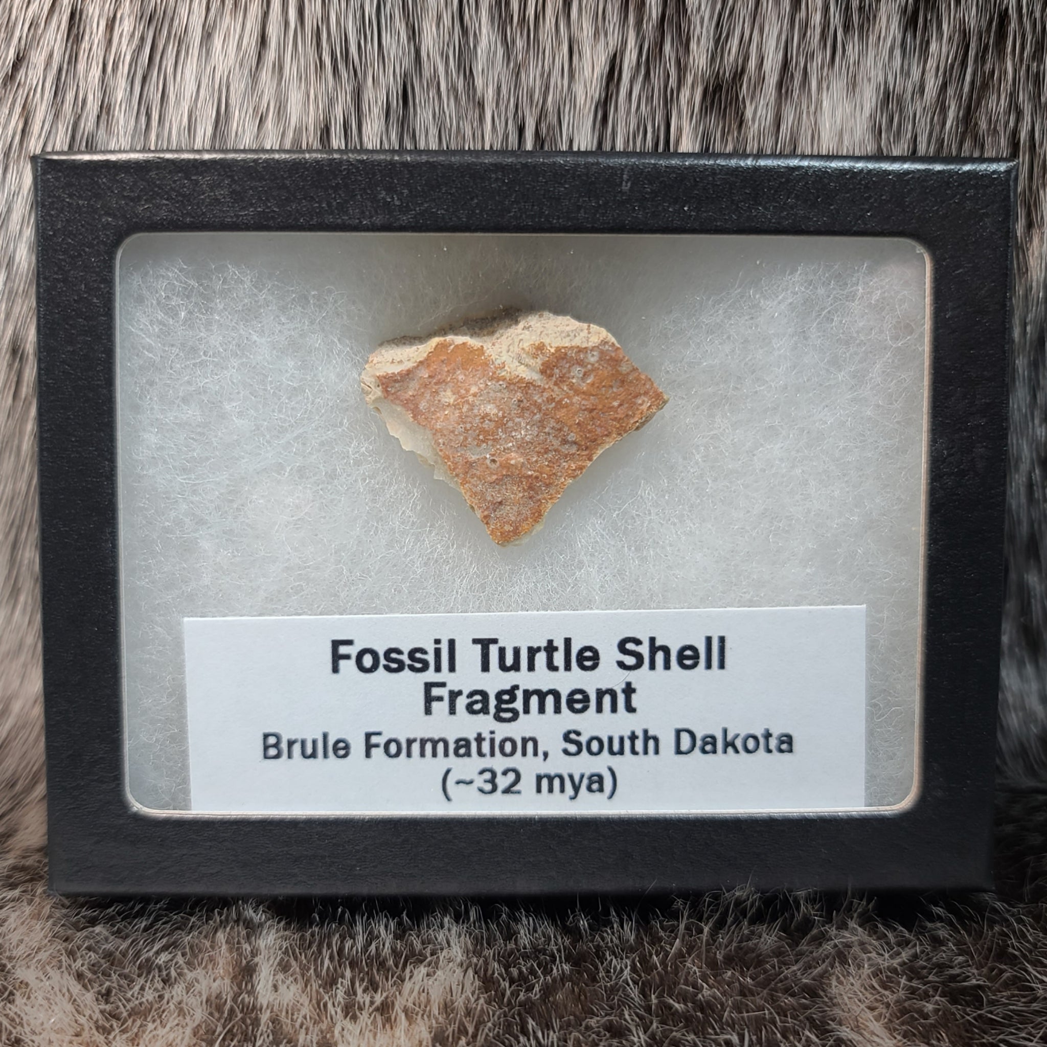 Fossil Turtle Shell Fragments (Framed) | SkullStore Inc.