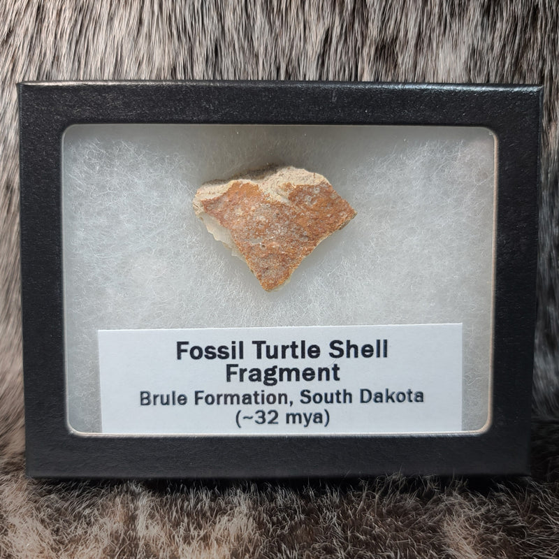 Fossil Turtle Shell Fragments (Framed)