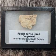 Fossil Turtle Shell Fragments (Framed)