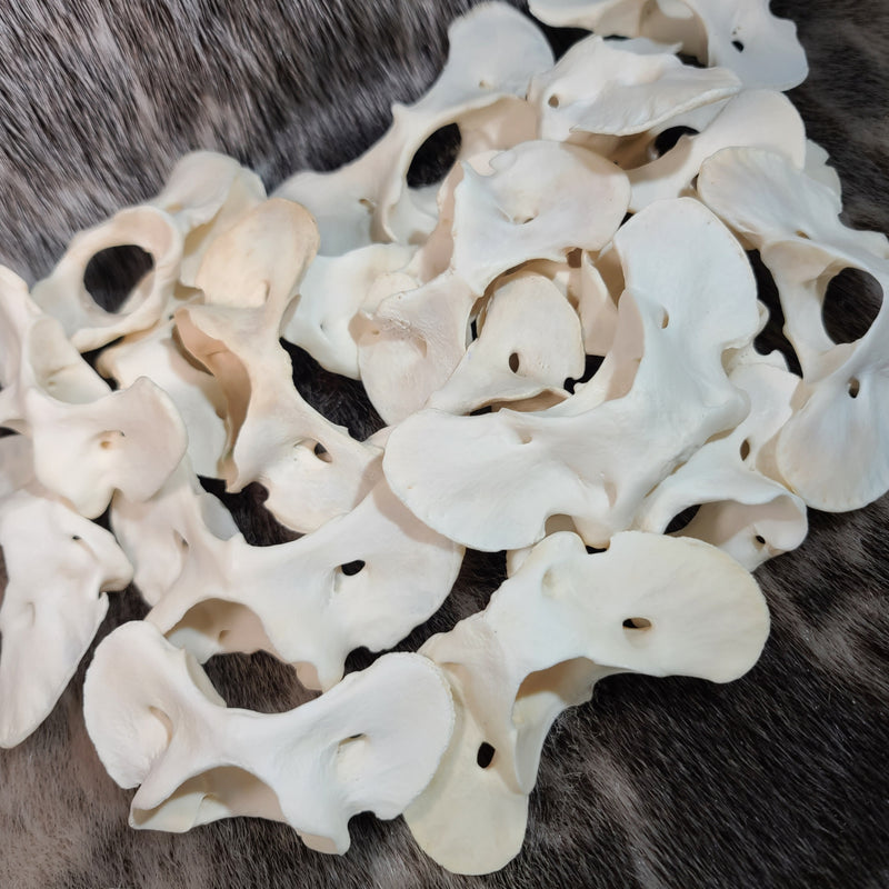 Eastern Timber Wolf Atlas Vertebrae