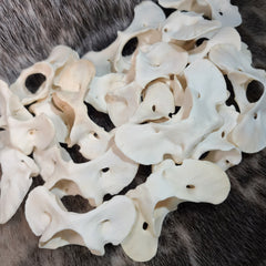Eastern Timber Wolf Atlas Vertebrae