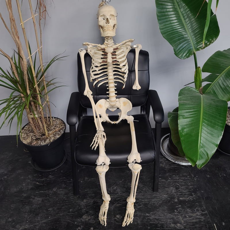 Articulated Human Skeleton, Male