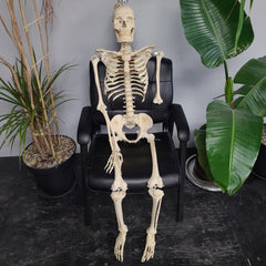 Articulated Human Skeleton, Male