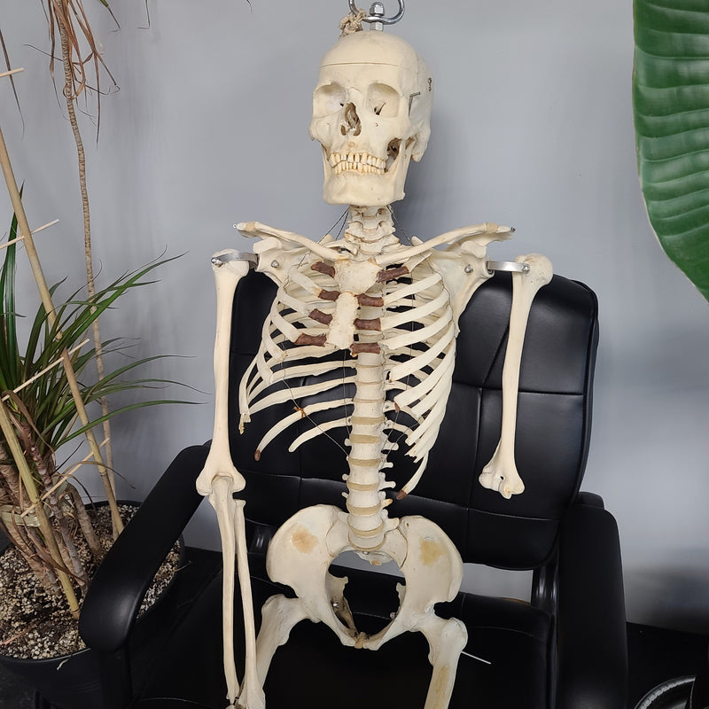 Articulated Human Skeleton, Male
