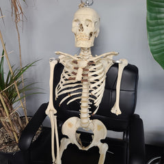 Articulated Human Skeleton, Male