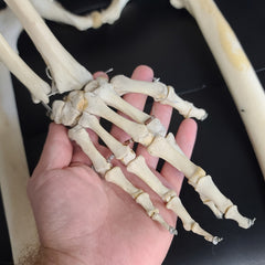 Articulated Human Skeleton, Male