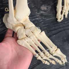 Articulated Human Skeleton, Male