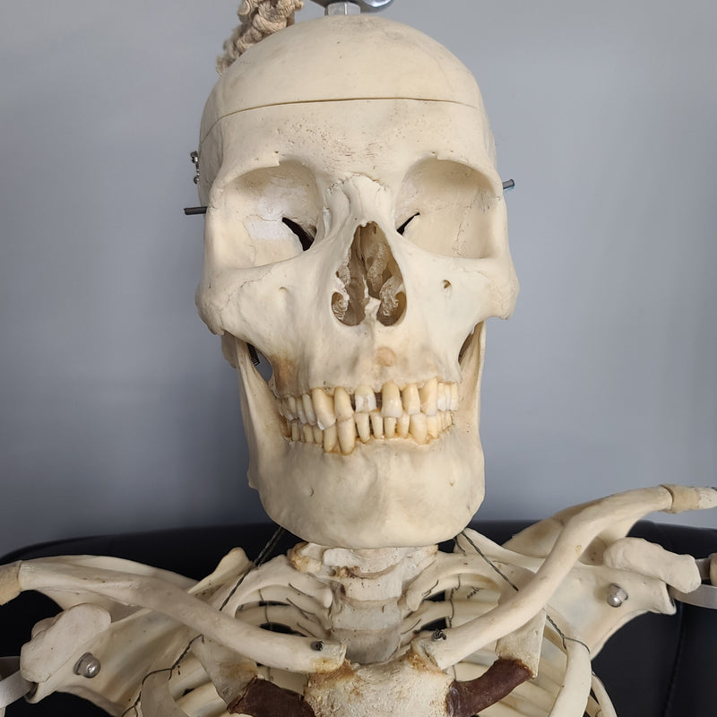 Articulated Human Skeleton, Male