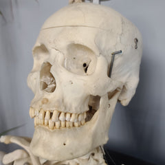 Articulated Human Skeleton, Male