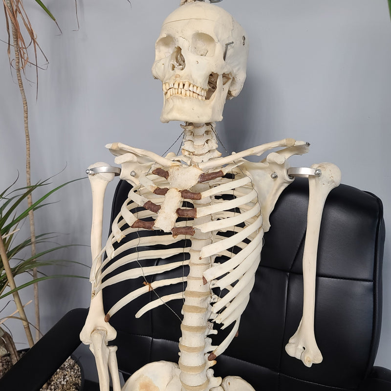 Articulated Human Skeleton, Male
