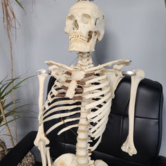 Articulated Human Skeleton, Male