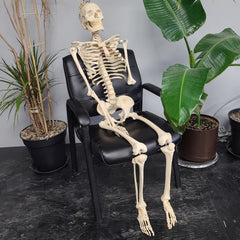 Articulated Human Skeleton, Male