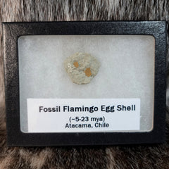 Flamingo Eggshells, Fossil (Framed)