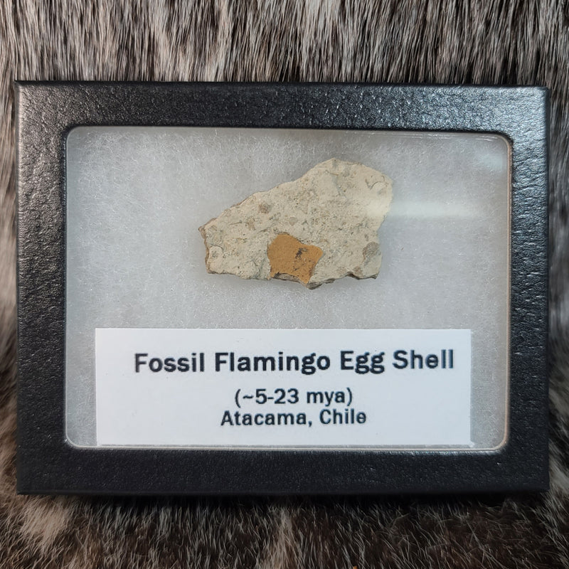 Flamingo Eggshells, Fossil (Framed)